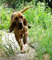 Étalon Chien de Saint-Hubert - Lana des menthes sauvages