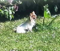 Étalon Chihuahua - El malbu perite iz tvoey mechty
