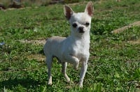 Étalon Chihuahua - Peanuts des Mirages d'Azur