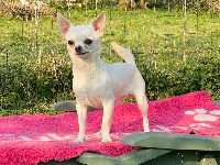 Étalon Chihuahua - Rendez-vous avec blanche Souvenir Cheyenne
