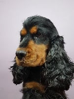 Étalon Cocker Spaniel Anglais - Isidore Du Roc De Berdu