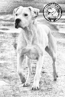Étalon Dogo Argentino - Naitupe du Domaine du Sable Blanc