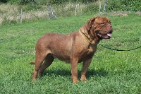 Étalon Dogue de Bordeaux - Nahaba De La Maison D'izzie