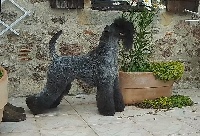 Étalon Kerry Blue Terrier - CH. Nimloth de Glenderry