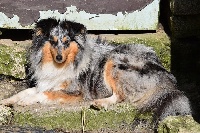 Étalon Shetland Sheepdog - ! blue witch osaka