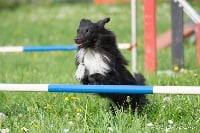 Étalon Shetland Sheepdog - Blacky rut-tmar