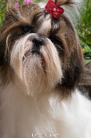 Étalon Shih Tzu - Big-foot De Thalek Vampy girl