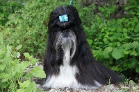 Étalon Shih Tzu - machu palace Budhas hapa