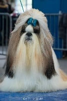 Étalon Shih Tzu - CH. Big-foot De Thalek Spirit of happiness