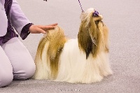 Étalon Shih Tzu - CH. Big-foot De Thalek Silver wings