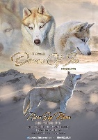 Étalon Siberian Husky - Never say never Dream Of Ice