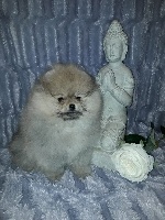 Étalon Spitz allemand - Akita de Los Llanos Del Águila