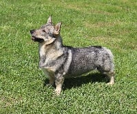 Étalon Spitz des Visigoths - CH. hultahÄxans Billy butta