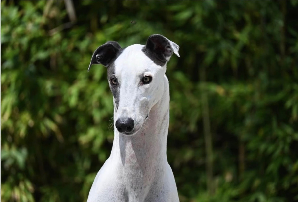 CH. Pégasus Rosae Fidelis