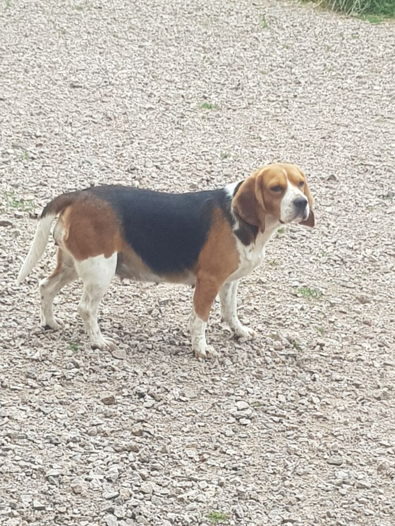 Publication : Du Domaine Des Pattes Dorées