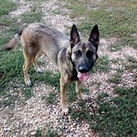 Publication : Des anges gardiens du bosc Auteur : domaine de l'oeil d'horus