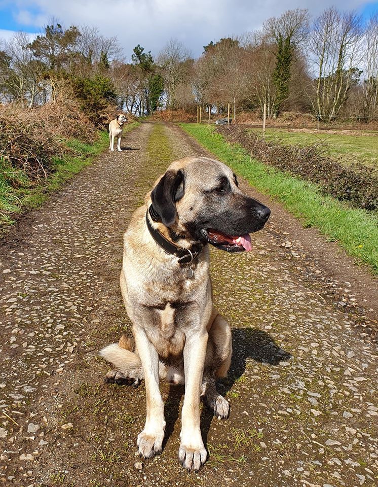 Publication : Des Sylphes de l'Ataraxie Auteur : Sylvie Persuy