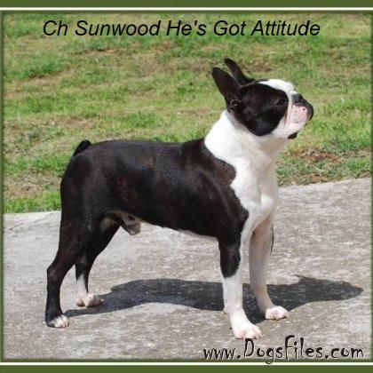 CH. sunwood He's got attitude