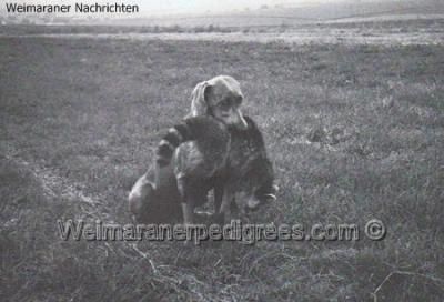 Isa Von der teutonenburg