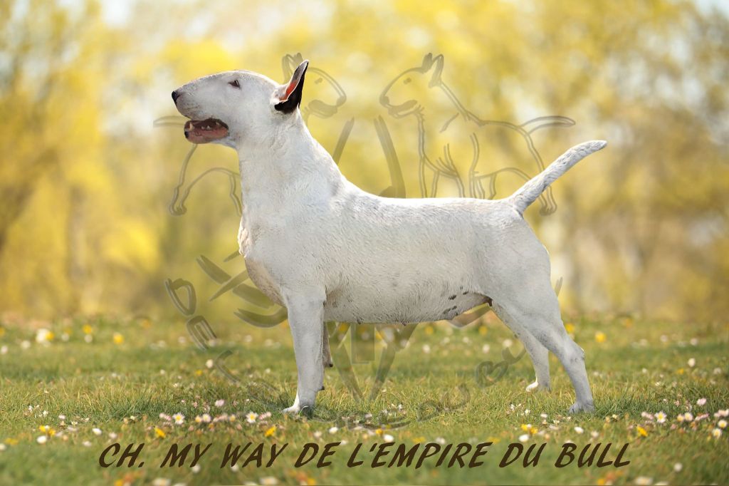 CH. Ww my way de l'Empire du Bull