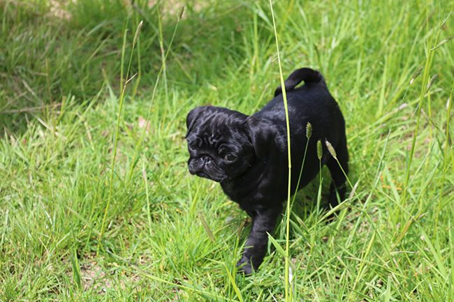 Publication : des Lutins de la Palmeraie 