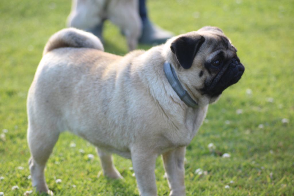 Perle Du Domaine De La Cour Souveraine