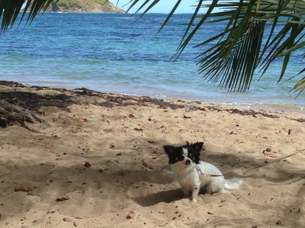 Publication : Des Petits Flamboyants