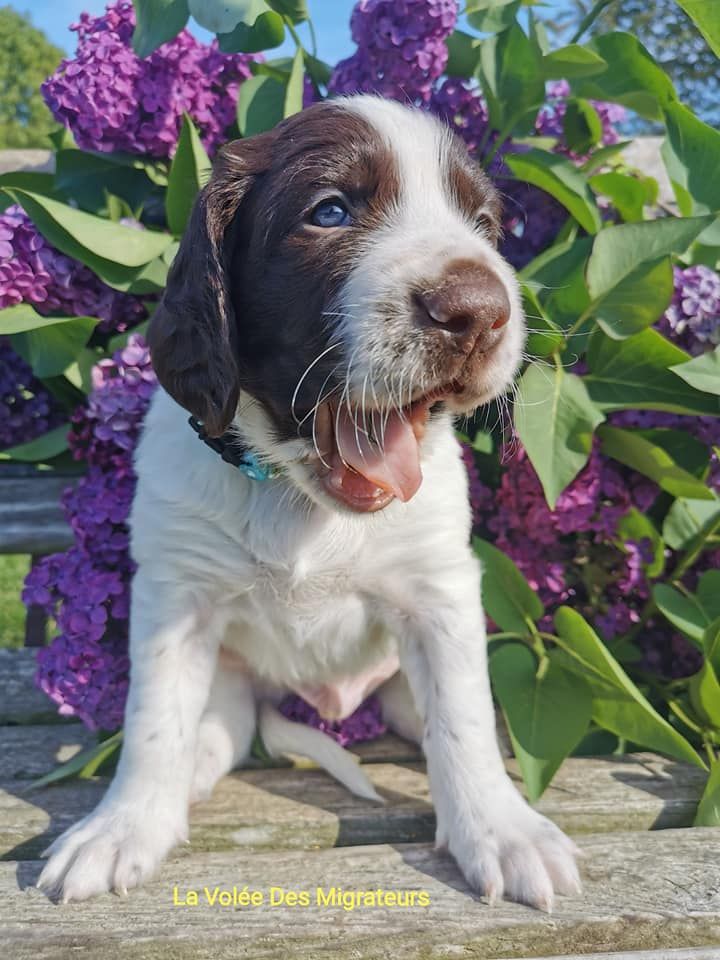 Publication : De La Volée Des Migrateurs Auteur : La VolÃ©e Des Migrateurs