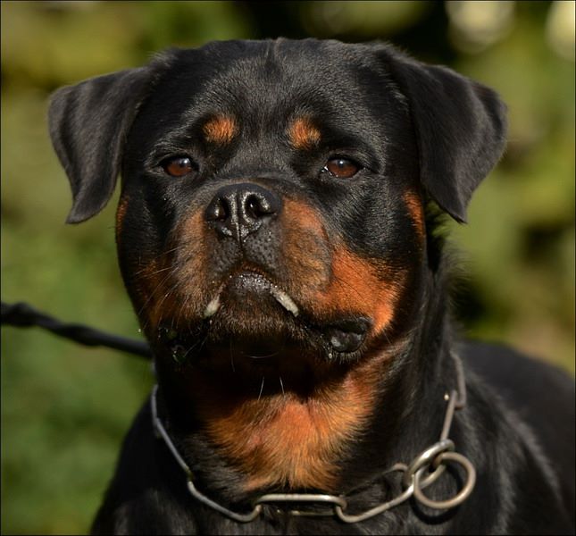 Bella von den grundwiesen