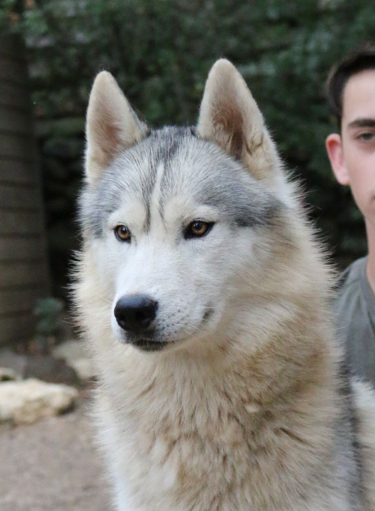 Publication : Of Wolf Siberian Song 