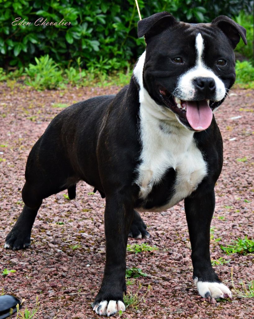 Publication : De Rockstar Dog