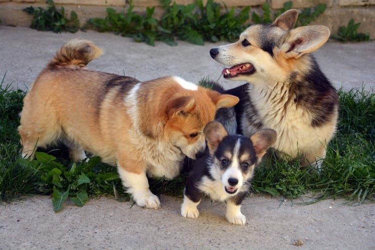 Publication : Au Royaume De Delio 