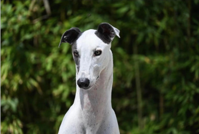 Étalon Greyhound - CH. Pégasus Rosae Fidelis