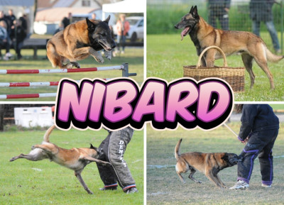 Étalon Berger Belge - Nimba dit Nibard Du royaume de jessica