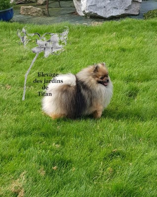 Étalon Spitz allemand - One more kiss Of Lovely Tim