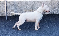 Étalon Bull Terrier - Official Amazigh