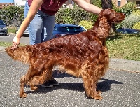 Étalon Setter irlandais rouge - CH. Meldor-Sett Woody hill