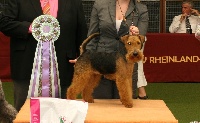Étalon Welsh Terrier - CH. Nobel du clos du Semberg