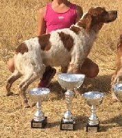 Étalon Epagneul Breton - CH. Yarno de l,cossta La Fageda