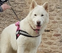 Étalon Alaskan Malamute - CH. M'alaska de la légende du loup blanc