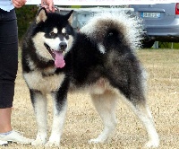 Étalon Alaskan Malamute - Norr om abisko of Lapland Polarlights