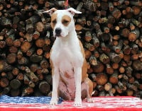 Étalon American Staffordshire Terrier - French Challenger Oria bella
