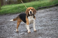 Étalon Beagle - Pinky (Sans Affixe)