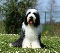 Étalon Bearded Collie - CH. Nothing as a look Des Bergers des Mille et Une Nuit