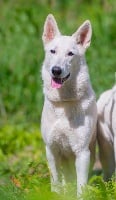 Étalon Berger Blanc Suisse - Phantasia Du Royaume Des Songes