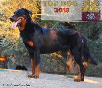 Étalon Berger de Beauce - CH. Laran Des Gardiens De Rome