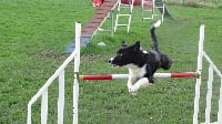 Étalon Border Collie - Pretty pérah du Blason de l'Ourse