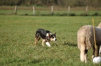 Étalon Border Collie - Houxe (Sans Affixe)