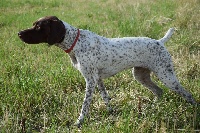 Étalon Braque français, type Pyrenees (petite taille) - TR. O'la du domaine de saint louis