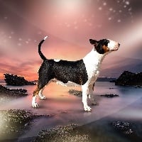 Étalon Bull Terrier - An'gharad's Bull Magic pearl